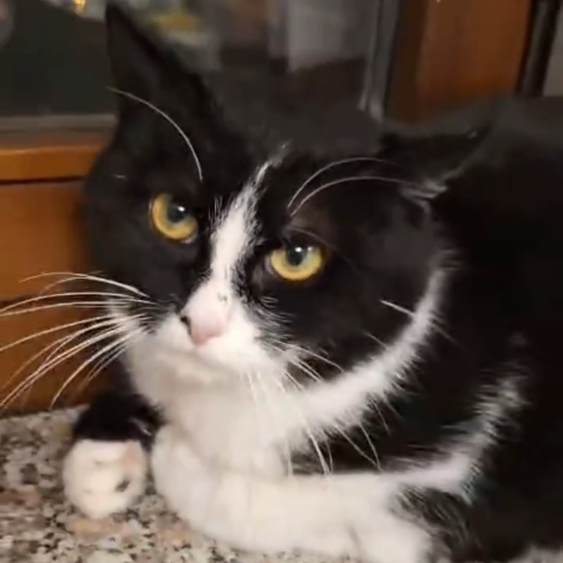 Oreo, in cerca di adozione | Associazione Le Sfigatte