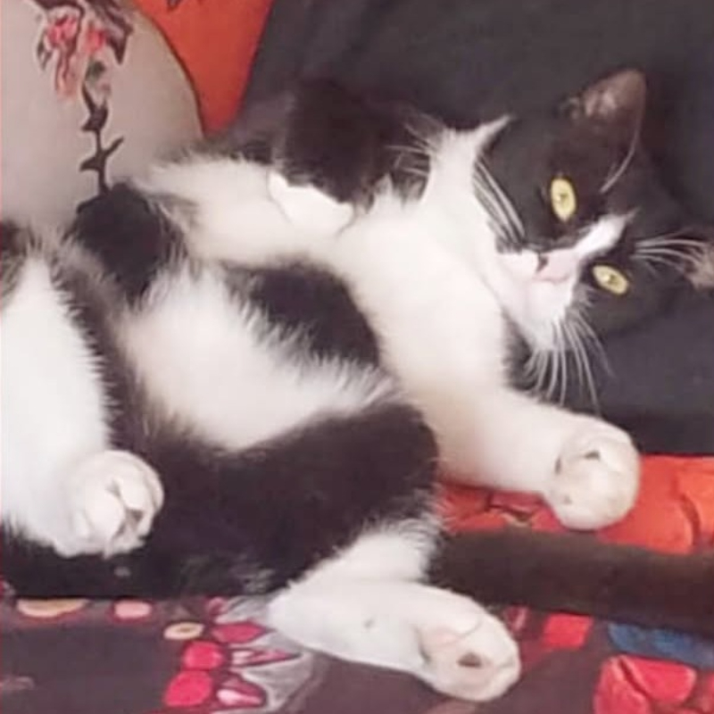 Oreo, in cerca di adozione | Associazione Le Sfigatte