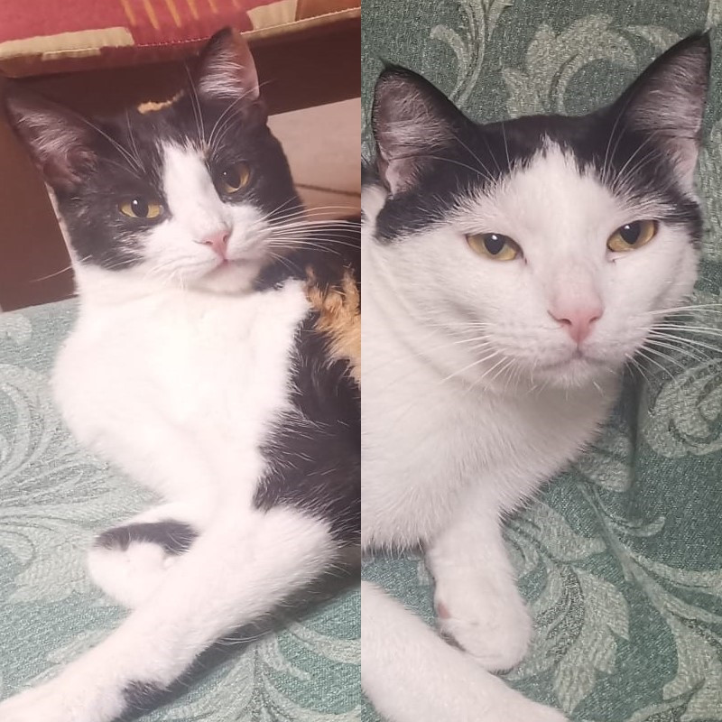 gatti adottati Le Sfigatte