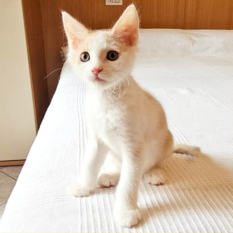 gatti adottati Le Sfigatte