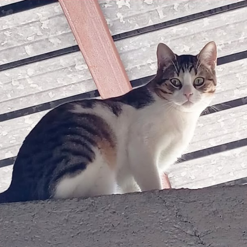 Osky, in cerca di adozione | Associazione Le Sfigatte