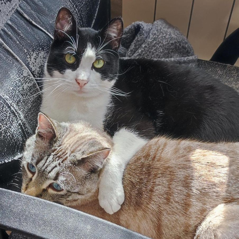 gatti adottati Le Sfigatte