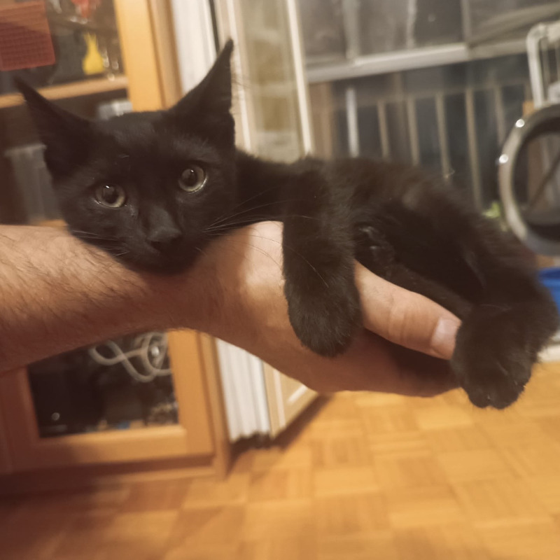 gatti adottati Le Sfigatte
