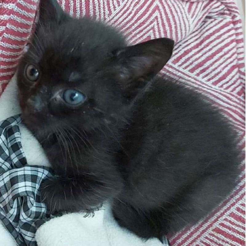 gatti adottati Le Sfigatte