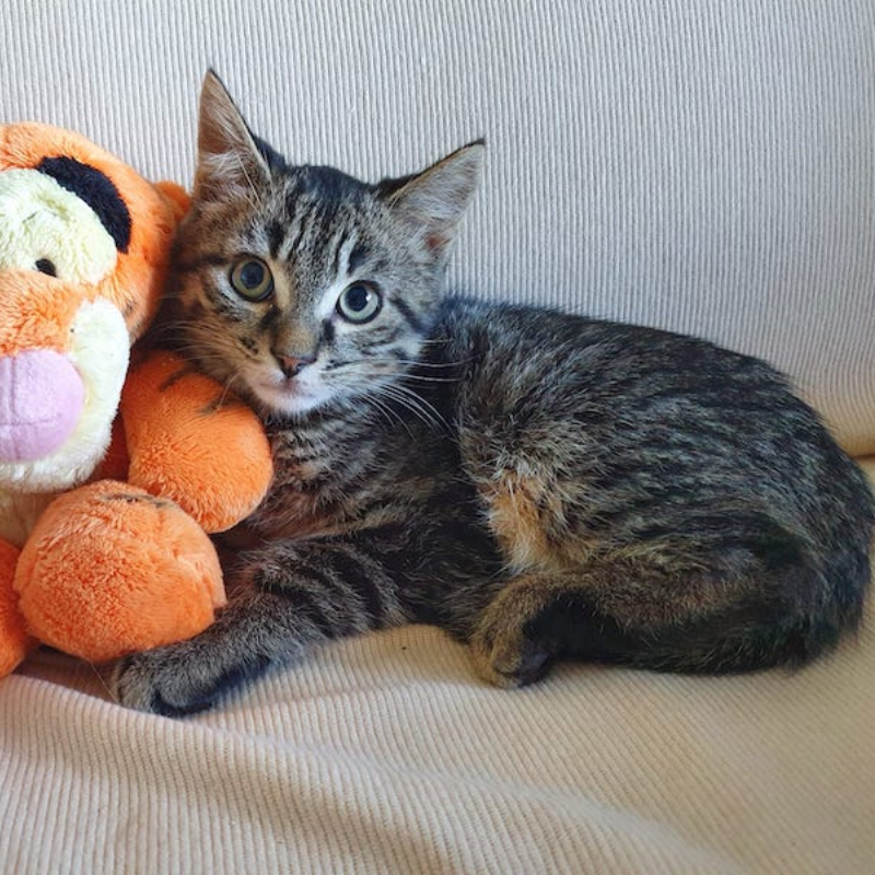 gatti adottati Le Sfigatte
