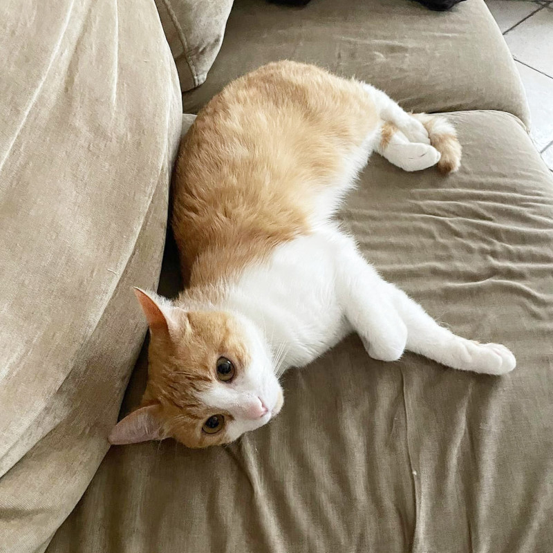 gatti adottati Le Sfigatte