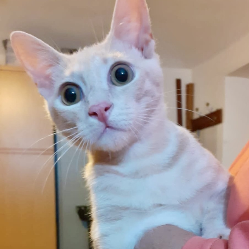 gatti adottati Le Sfigatte