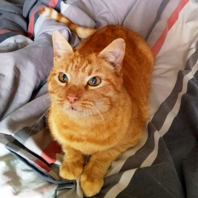gatti adottati Le Sfigatte