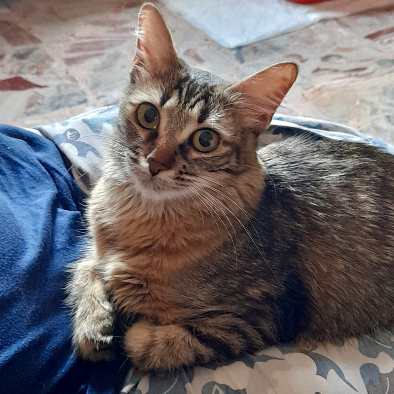 gatti adottati Le Sfigatte