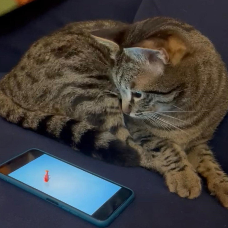 gatti adottati Le Sfigatte