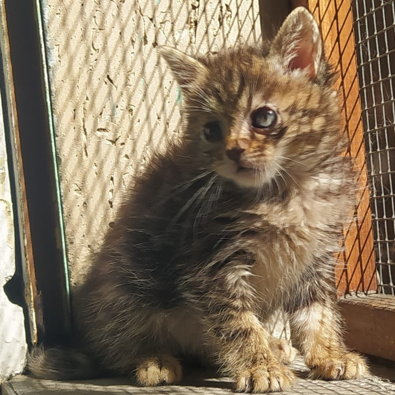 gatti adottati Le Sfigatte