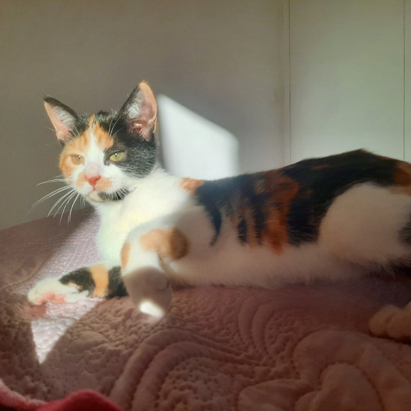 gatti adottati Le Sfigatte