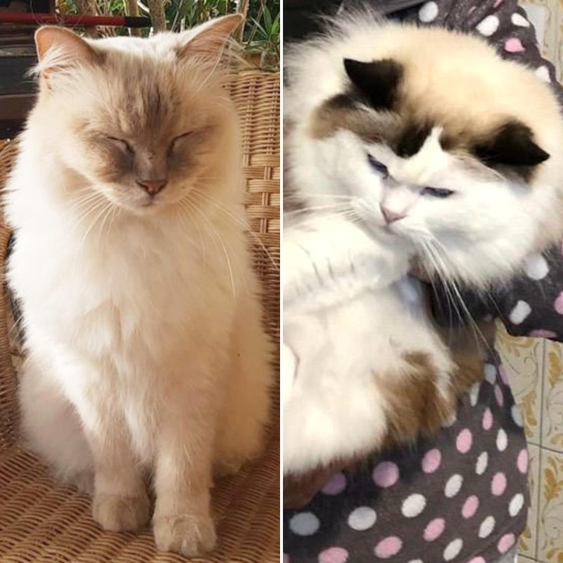 gatti adottati Le Sfigatte