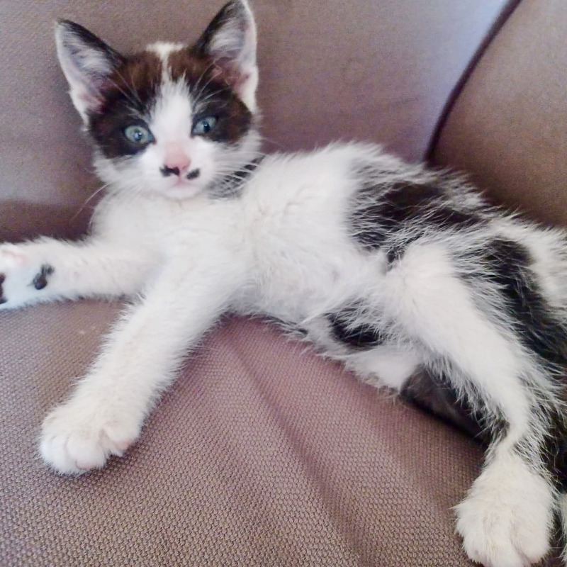 gatti adottati Le Sfigatte