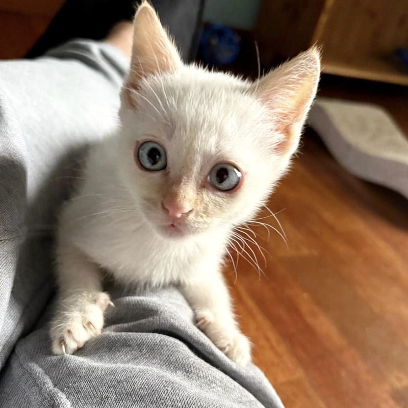 gatti adottati Le Sfigatte