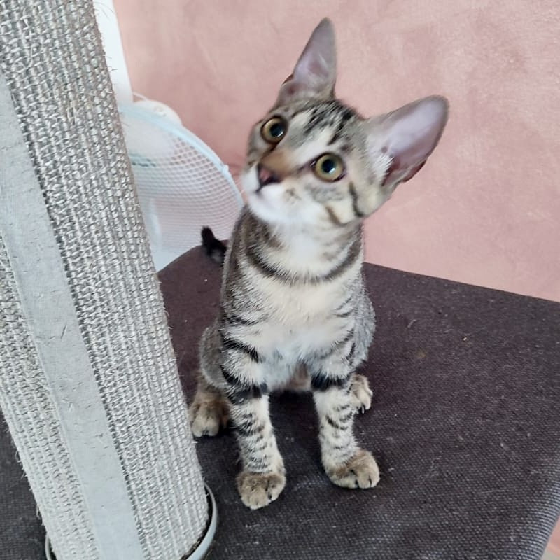 gatti adottati Le Sfigatte