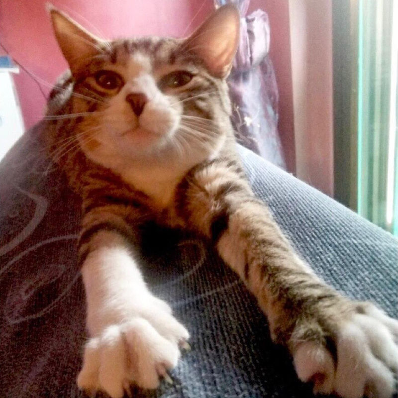 gatti adottati Le Sfigatte