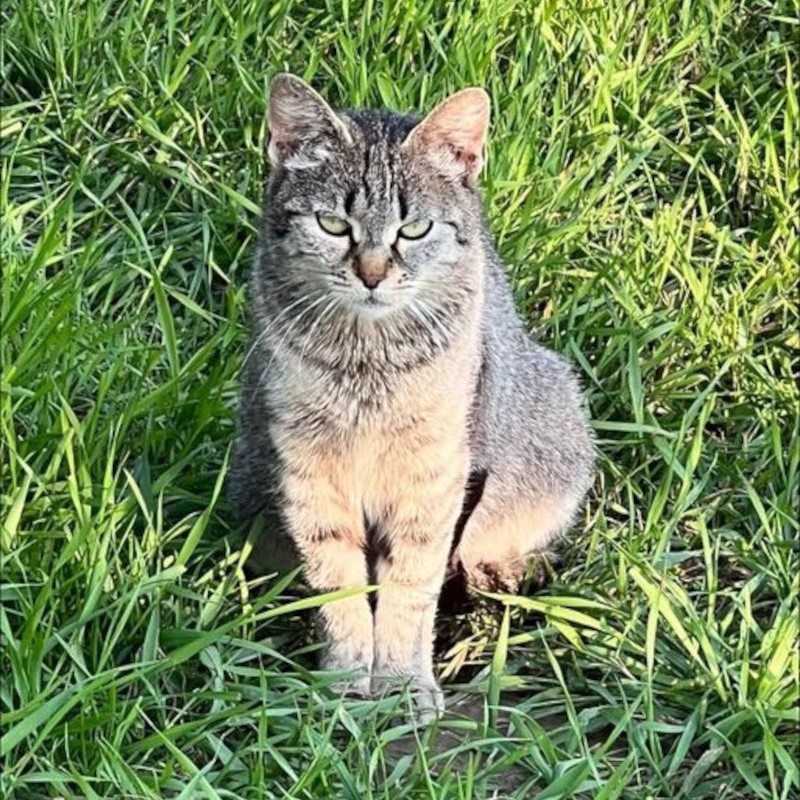 Adotta a distanza Parky | Associazione Le Sfigatte