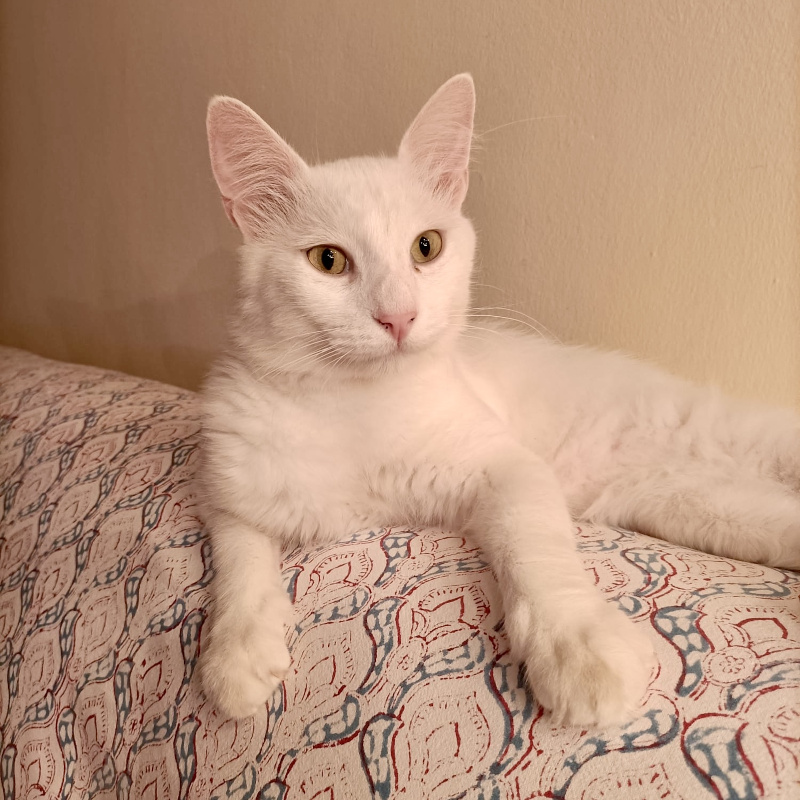 gatti adottati Le Sfigatte