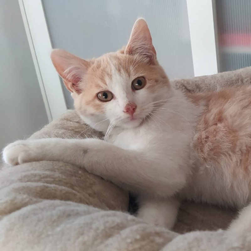 gatti adottati Le Sfigatte