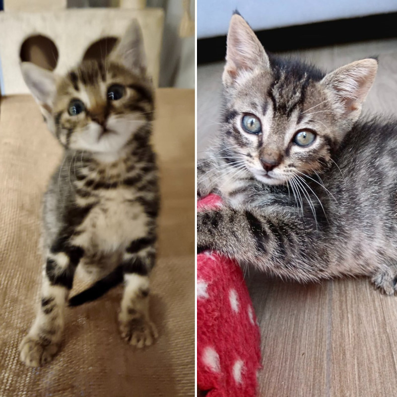 gatti adottati Le Sfigatte