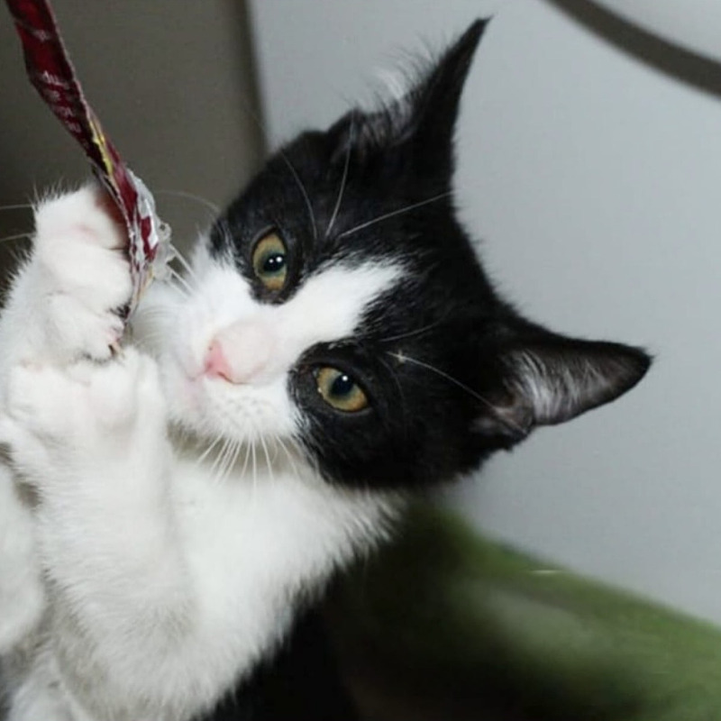 gatti adottati Le Sfigatte