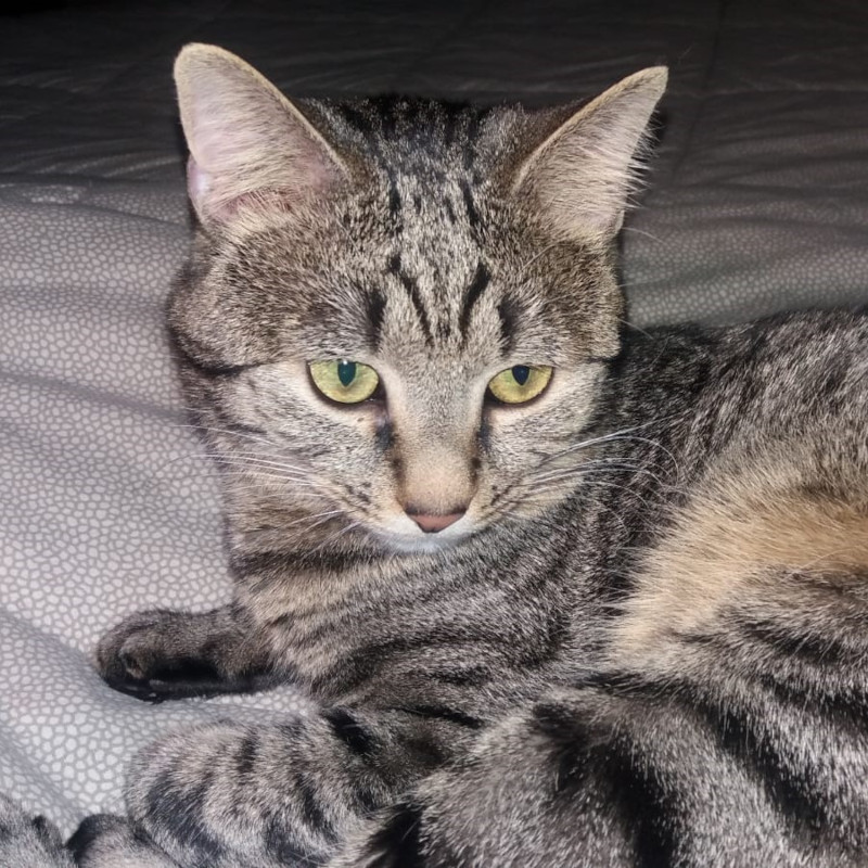 gatti adottati Le Sfigatte