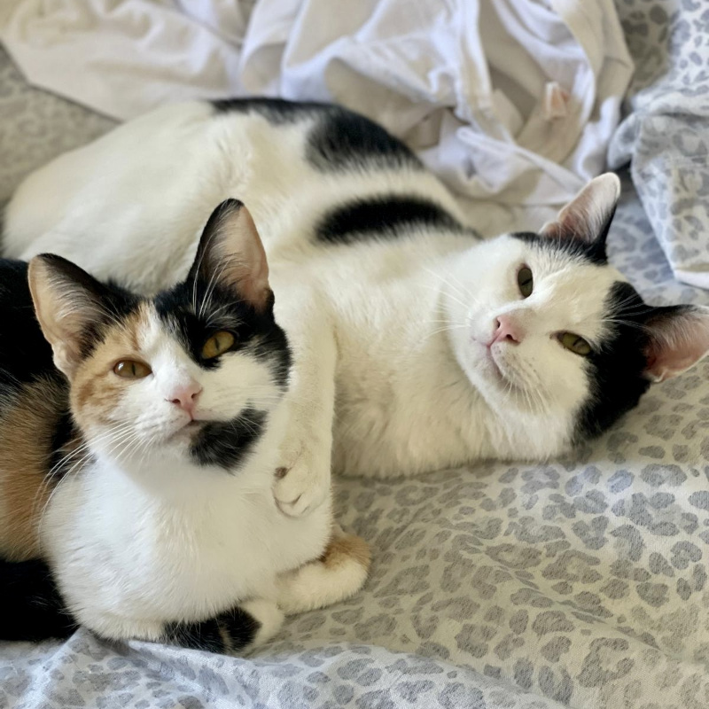 gatti adottati Le Sfigatte