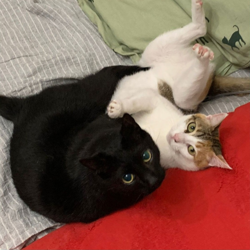gatti da adottare Le Sfigatte
