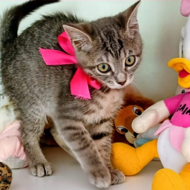 Penny, in cerca di adozione | Associazione Le Sfigatte