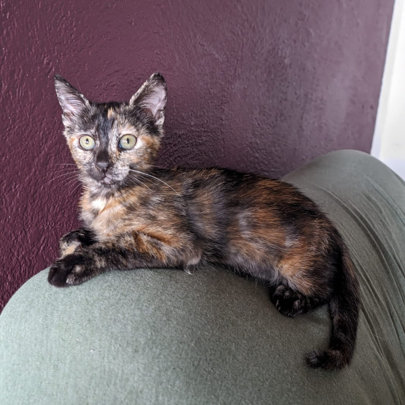 Penny, in cerca di adozione | Associazione Le Sfigatte