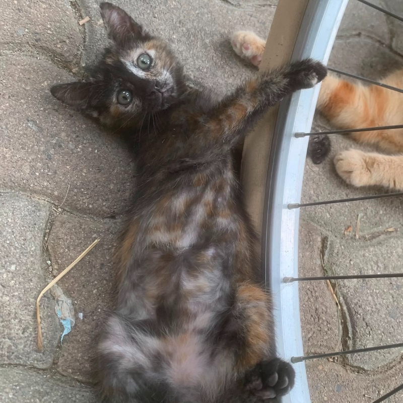 Penny, in cerca di adozione | Associazione Le Sfigatte