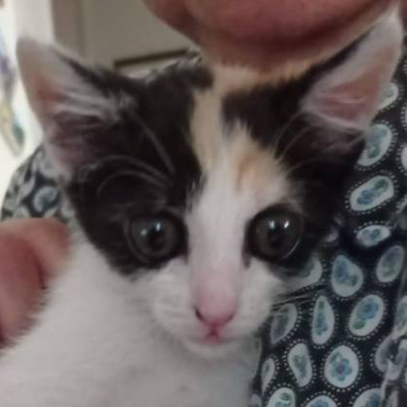 Penny, in cerca di adozione | Associazione Le Sfigatte
