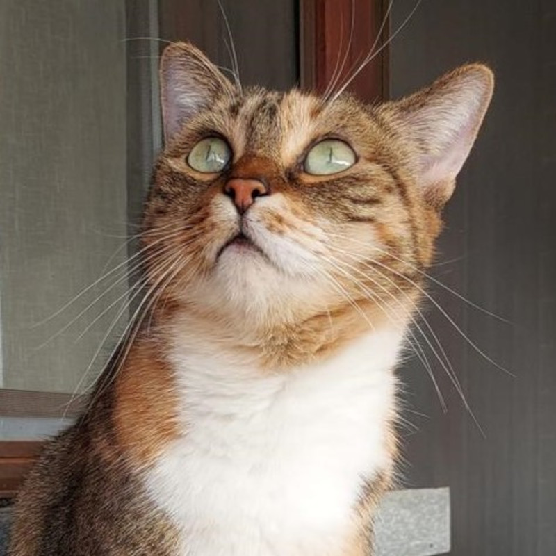gatti adottati Le Sfigatte