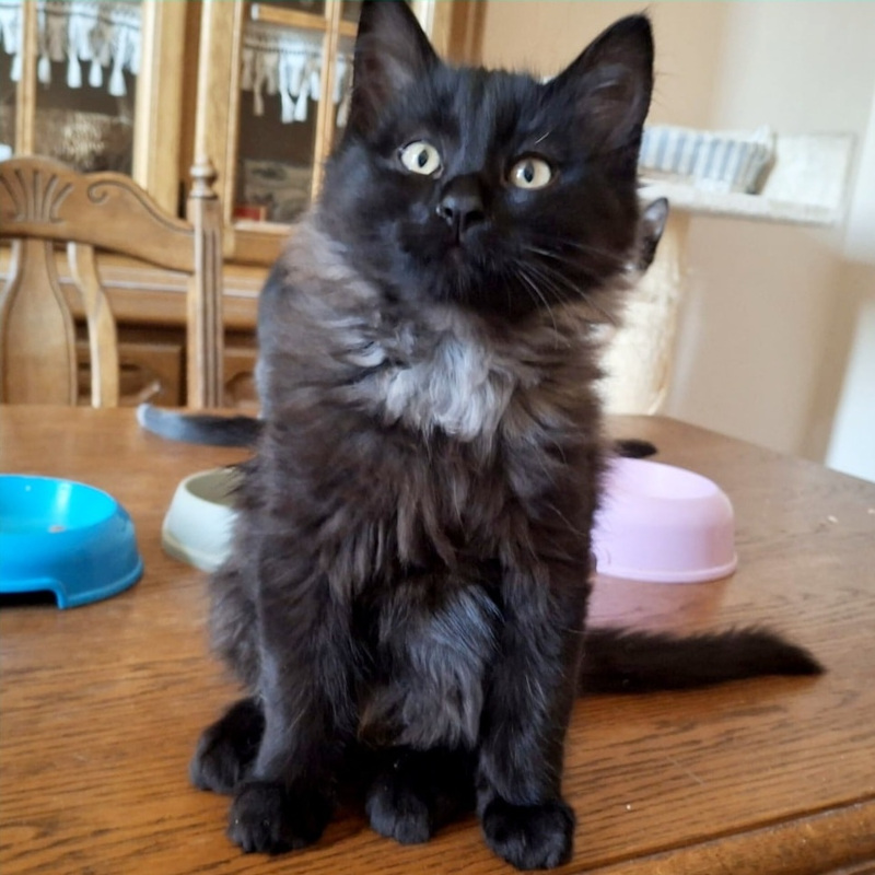 gatti adottati Le Sfigatte