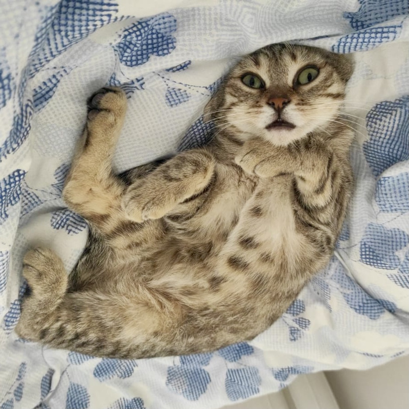 gatti adottati Le Sfigatte