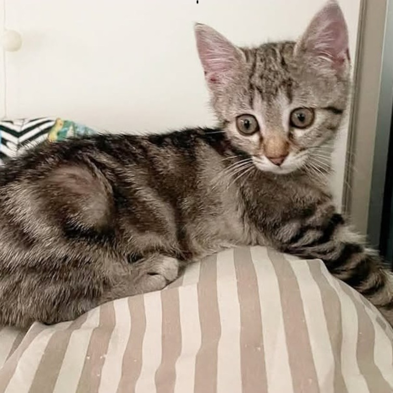 Pepita, in cerca di adozione | Associazione Le Sfigatte