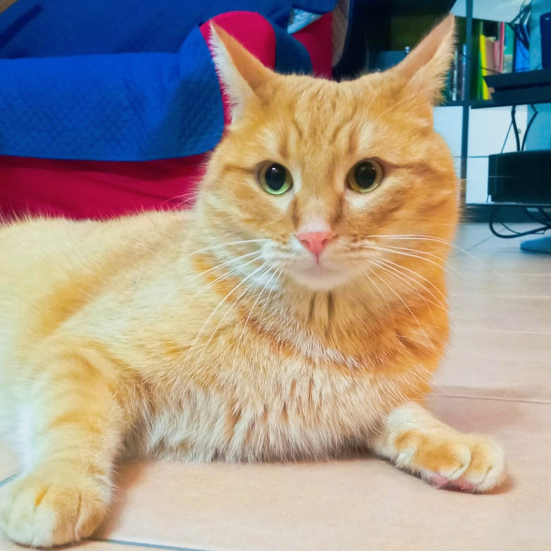 gatti adottati Le Sfigatte