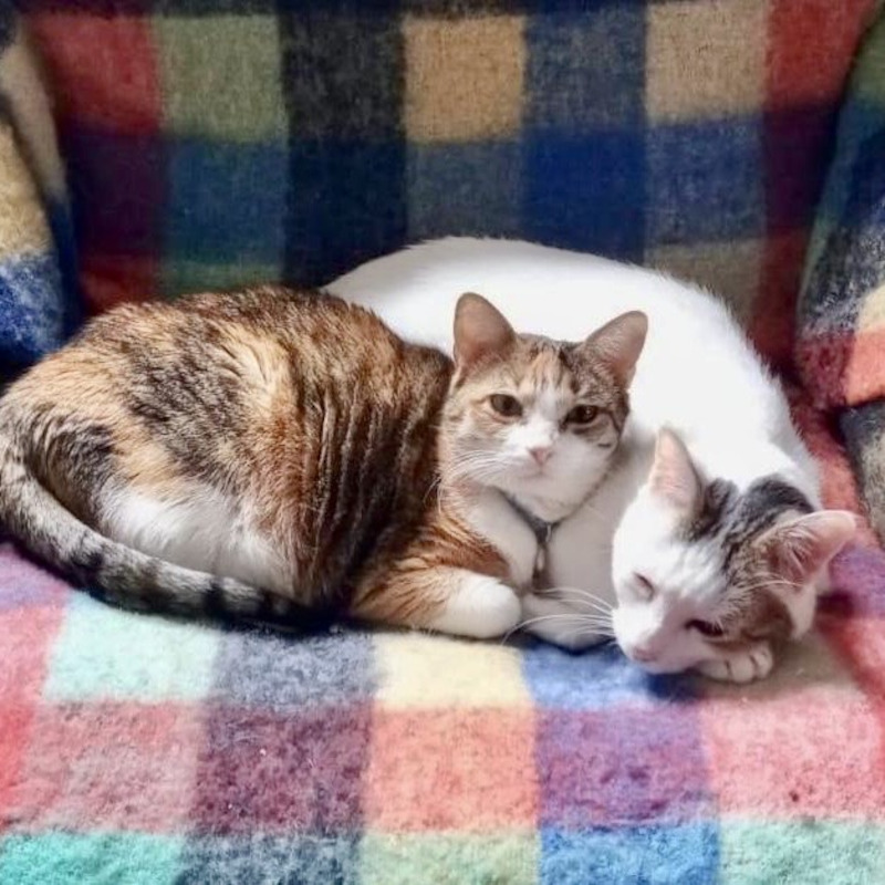 Peppa e Pippo, in cerca di adozione | Associazione Le Sfigatte