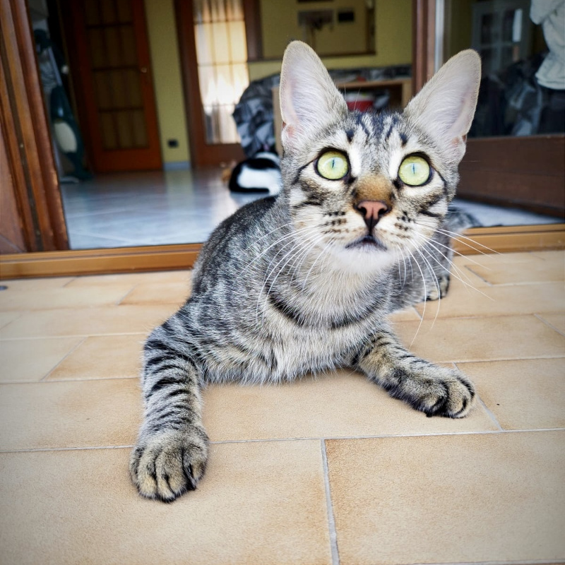 gatti adottati Le Sfigatte