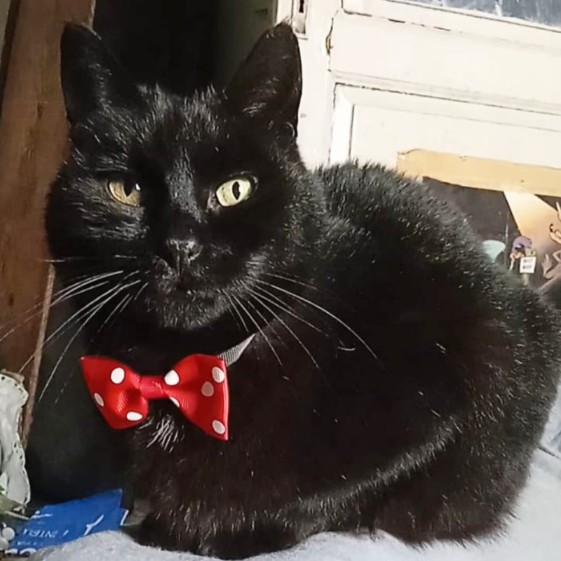 gatti da adottare Le Sfigatte