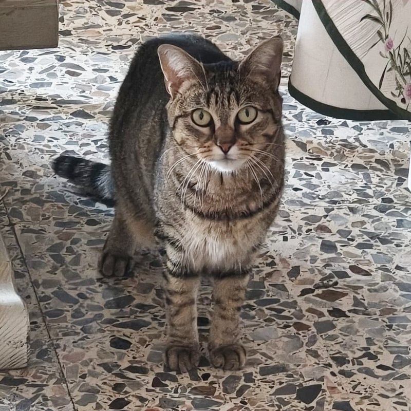 Perla, in cerca di adozione | Associazione Le Sfigatte