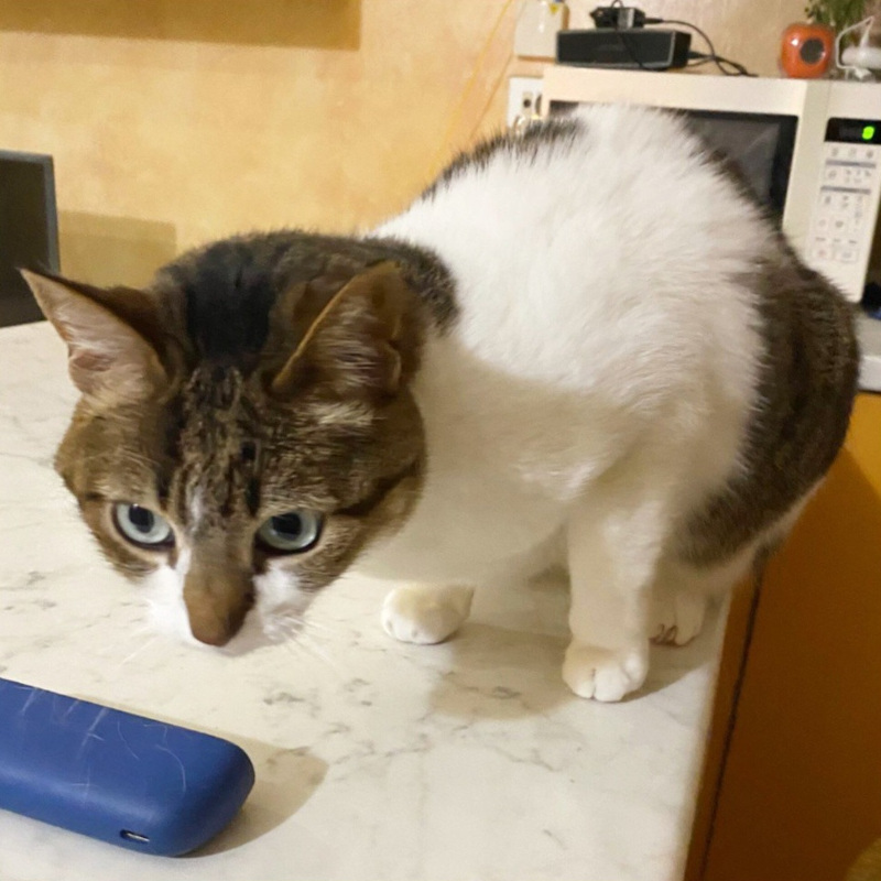 Perla, in cerca di adozione | Associazione Le Sfigatte