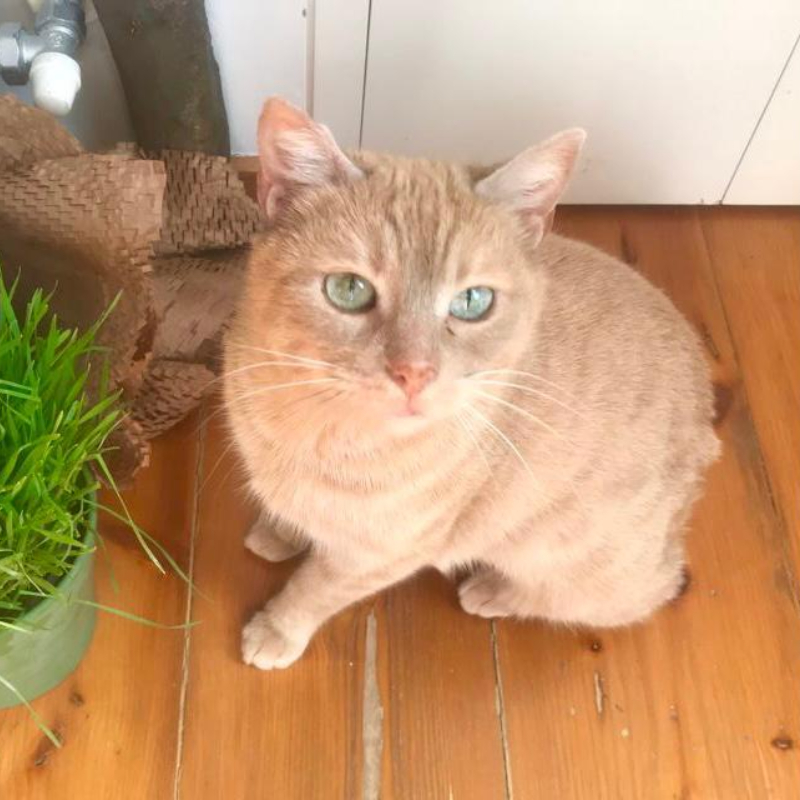 gatti adottati Le Sfigatte