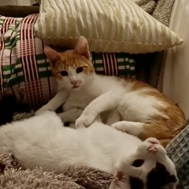 Picci e Pois, in cerca di adozione | Associazione Le Sfigatte