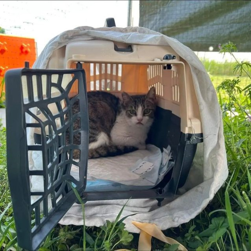 gatti adottati Le Sfigatte