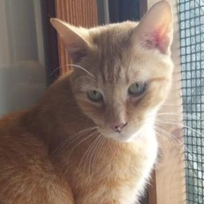 gatti adottati Le Sfigatte