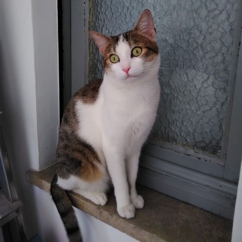 gatti adottati Le Sfigatte