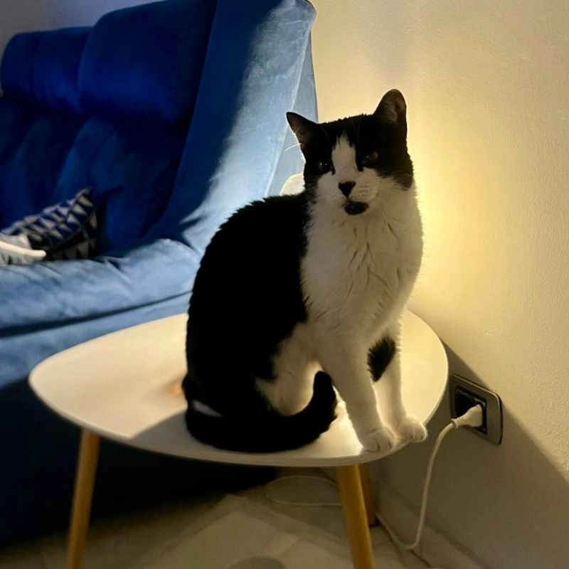 Pigaro, una nuova casa, un nuovo inizio | Associazione Le Sfigatte