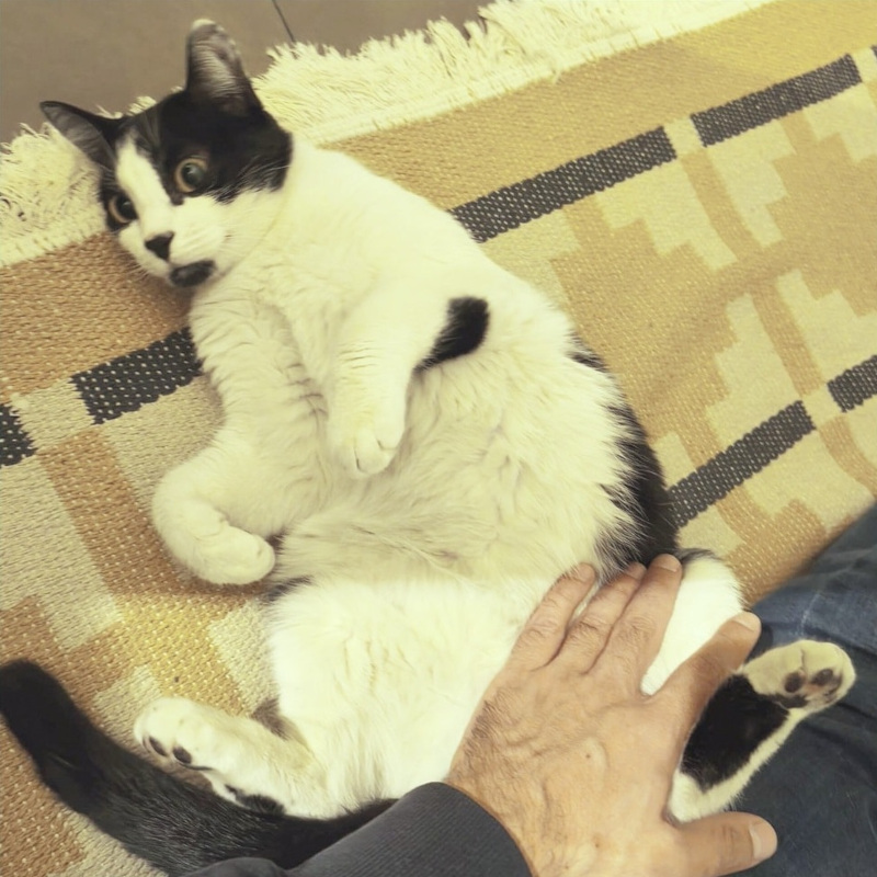 Pigaro, in cerca di adozione tramite Associazione Le Sfigatte